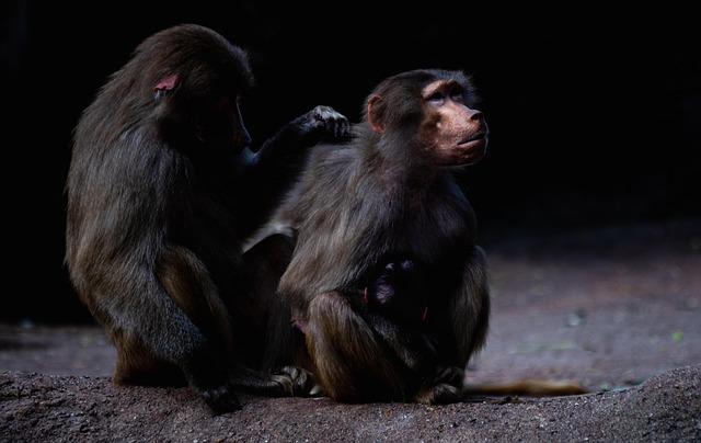 Tips⁣ for Planning ⁤Your Visit to ⁤the Newly Ranked Zoo