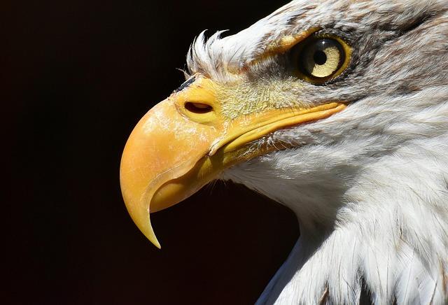 Community Engagement Opportunities During the Eagle's Stopover in Barbados
