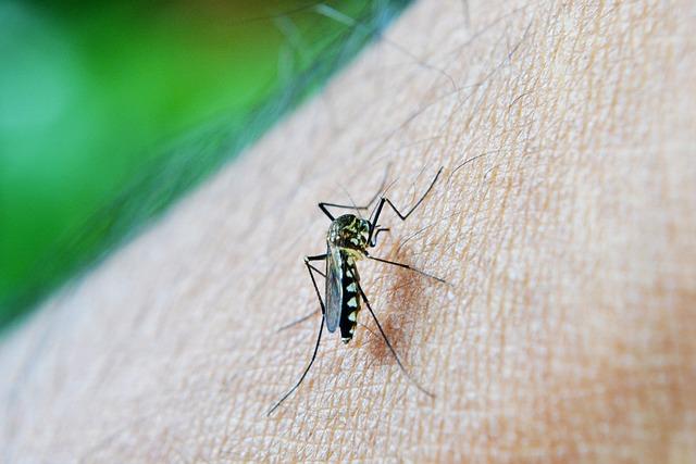 Regional Impact: The Broader Implications of Dengue season across Central america