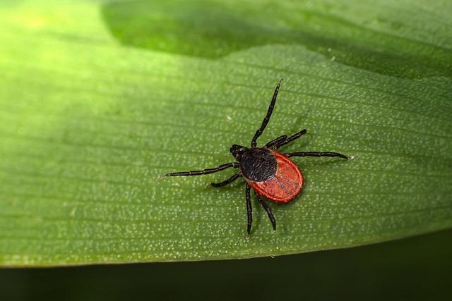 Ecological Impact: Understanding the Role⁣ of Ticks in Rickettsial⁤ Transmission
