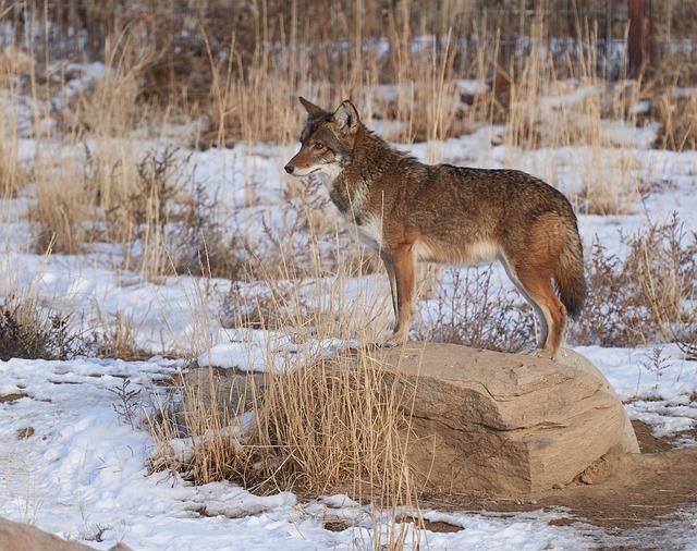 Catch the Coyotes: A Look at Team Dynamics and Performance