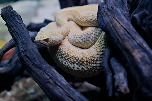Biological Characteristics and Behavior of the Central American Rattlesnake