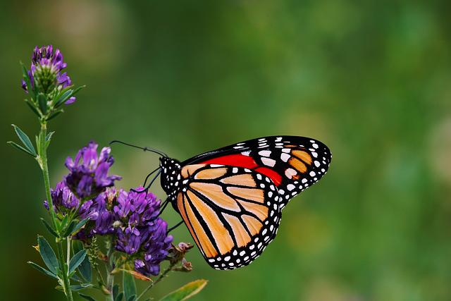 Educational Opportunities Surrounding Monarch Butterflies in Michigan