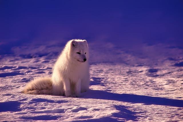 Implications of Increased US Presence in Arctic Region