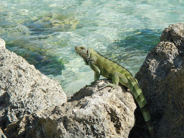 Challenges and Opportunities for Guadeloupe's Future