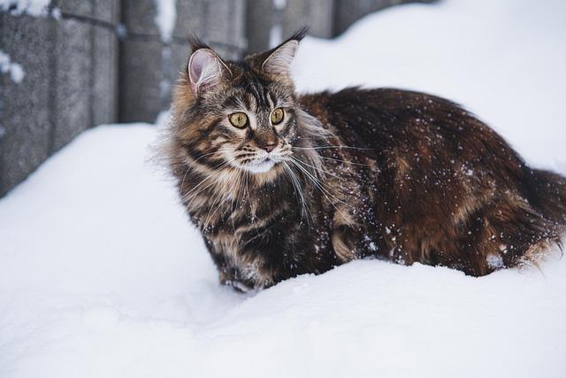 Top Activities to Experience in Maine's Winter Wonderland