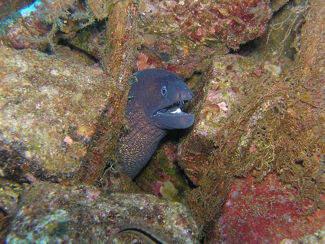 Targeting the Right Audience: Strategies for Promoting American Eel Consumption