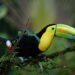 Preview: Costa Rica vs. Guadeloupe – prediction, team news, lineups – Sports Mole