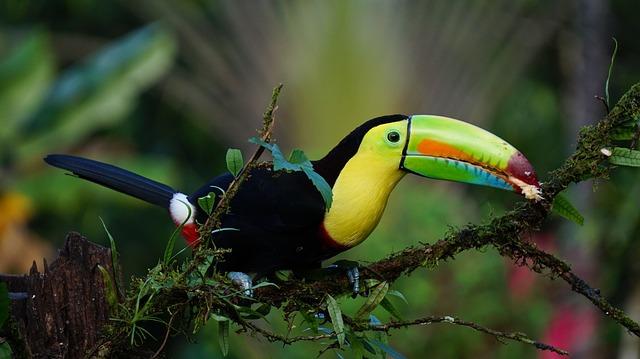 Preview: Costa Rica vs. Guadeloupe – prediction, team news, lineups – Sports Mole