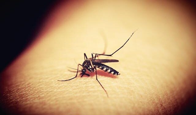 Dengue worldwide overview – European Union