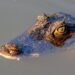 Costa Rica Joins Climate Resilience Program for Central America – The Tico Times