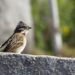 Why Costa Ricans Call Themselves Ticos and Americans Gringos – The Tico Times