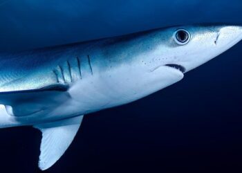 Shark attack injures 2 American women, one seriously, in the Bahamas – CBS News