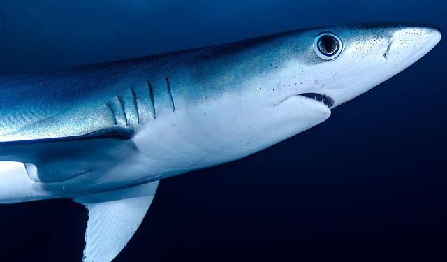 Shark attack injures 2 American women, one seriously, in the Bahamas – CBS News