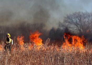 CAMS Global wildfires review 2024: a harsh year for the Americas – Copernicus Atmosphere Monitoring Service