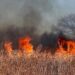 CAMS Global wildfires review 2024: a harsh year for the Americas – Copernicus Atmosphere Monitoring Service