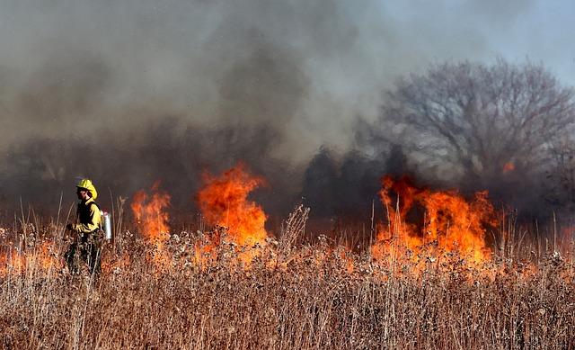 CAMS Global wildfires review 2024: a harsh year for the Americas – Copernicus Atmosphere Monitoring Service