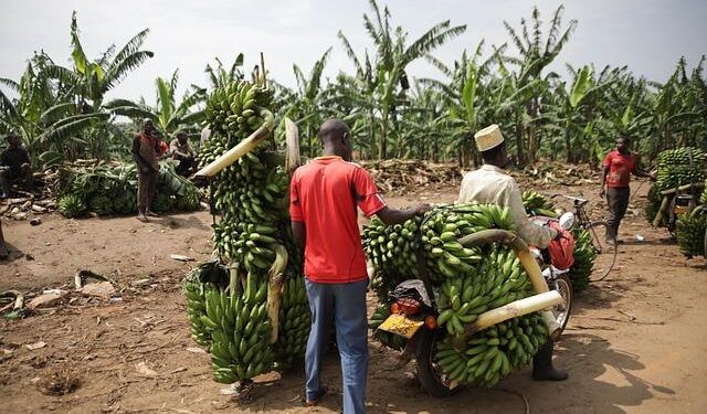The cocaine trade is booming in Europe’s Caribbean territories – The Economist