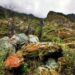 Rainforest villages in French Guiana cut off by loss of airline – Phys.org