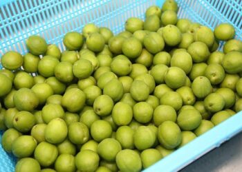 Opportunities for U.S. Agricultural Products in Guatemala – USDA Foreign Agricultural Service