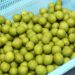 Opportunities for U.S. Agricultural Products in Guatemala – USDA Foreign Agricultural Service