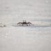 Canadian crab, lobster industry officials look for answers in Boston – CBC.ca