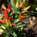 St Kitts and Nevis’ sweet pepper and lettuce farmers work to increase productivity and yields – Food and Agriculture Organization of the United Nations