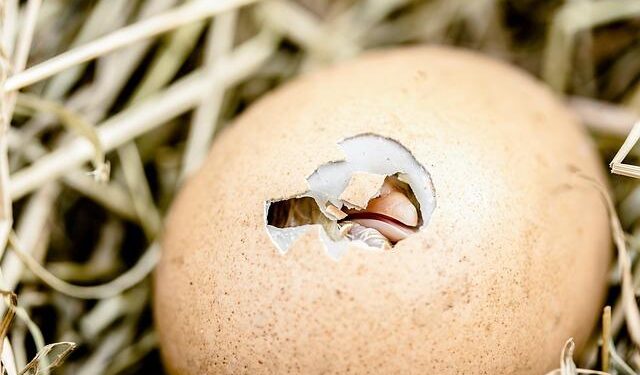 Egg prices rise in Alabama, United States – The Crimson White