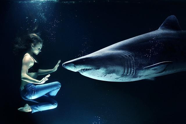 Safety Protocols and Precautions for Tourists in Shark-Prone Waters