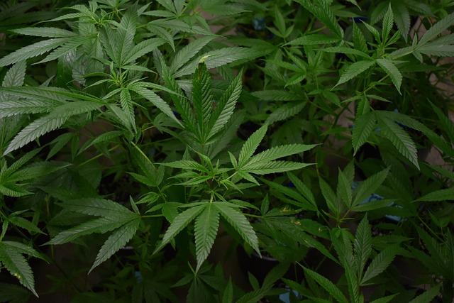 The Ongoing Debate: Medical Marijuana Legislation and Public Opinion