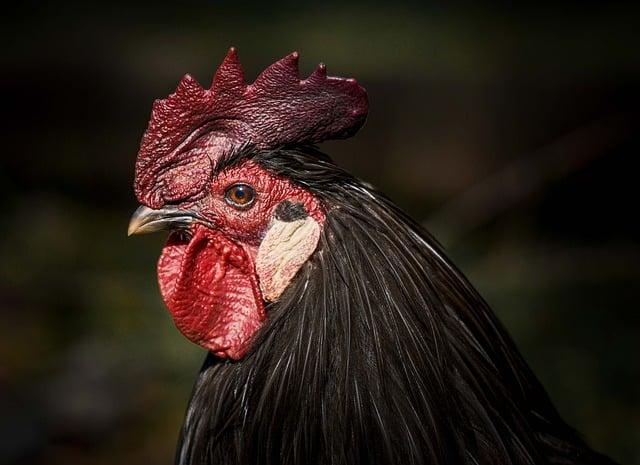 Mountain Chicken Conservation Efforts at ZSL Unveiled