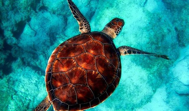 A nesting haven for sea turtles in Suriname is fading away – Mongabay.com