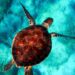 A nesting haven for sea turtles in Suriname is fading away – Mongabay.com