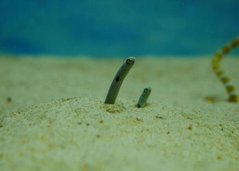 American Eel as an emerging consumer target – Phys.org