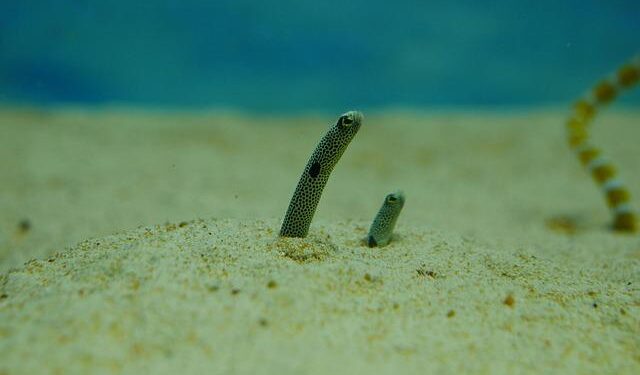American Eel as an emerging consumer target – Phys.org