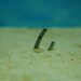 American Eel as an emerging consumer target – Phys.org
