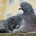 Why has California declared a state of emergency over bird flu? – Al Jazeera English