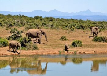 US-South Africa relations: Almost 70,000 South Africans interested in US asylum – BBC.com