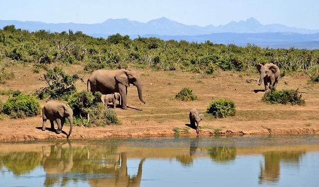 US-South Africa relations: Almost 70,000 South Africans interested in US asylum – BBC.com
