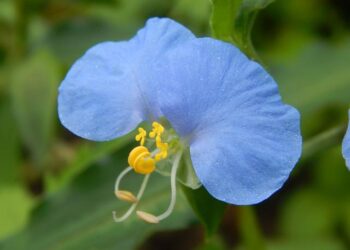 How to travel to St Lucia on a budget – Lonely Planet Travel News