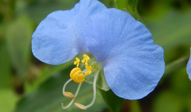 How to travel to St Lucia on a budget – Lonely Planet Travel News