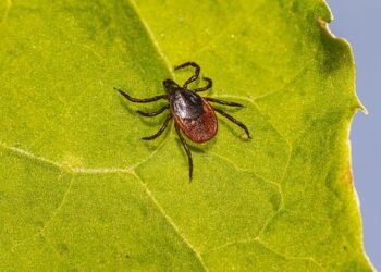 Novel Rickettsia genotypes in ticks in French Guiana, South America – Nature.com