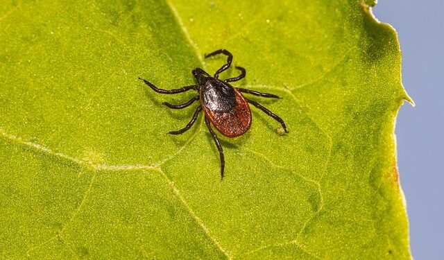 Novel Rickettsia genotypes in ticks in French Guiana, South America – Nature.com