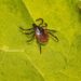 Novel Rickettsia genotypes in ticks in French Guiana, South America – Nature.com