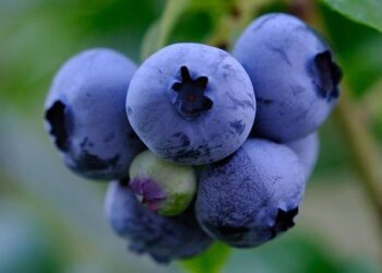 Peru explores growth in frozen blueberries amid production challenges – FreshPlaza.com