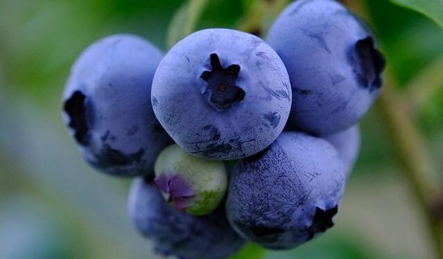 Peru explores growth in frozen blueberries amid production challenges – FreshPlaza.com
