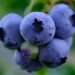 Peru explores growth in frozen blueberries amid production challenges – FreshPlaza.com