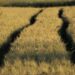 Garifuna land rights abuses persist in Honduras, despite court ruling – Mongabay.com