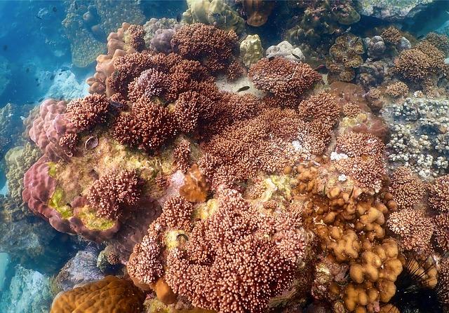 Mapping Coral Reefs: The Vital Habitats Within Eastern North American Waters