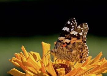 A trans-oceanic flight of over 4,200 km by painted lady butterflies – Nature.com